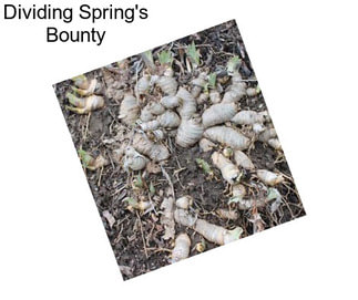 Dividing Spring\'s Bounty