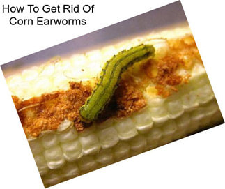 How To Get Rid Of Corn Earworms