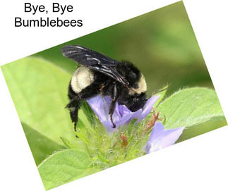 Bye, Bye Bumblebees