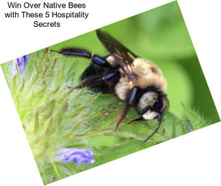 Win Over Native Bees with These 5 Hospitality Secrets