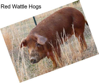 Red Wattle Hogs