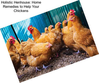 Holistic Henhouse: Home Remedies to Help Your Chickens