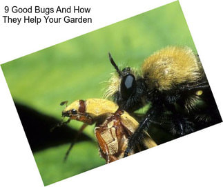 9 Good Bugs And How They Help Your Garden