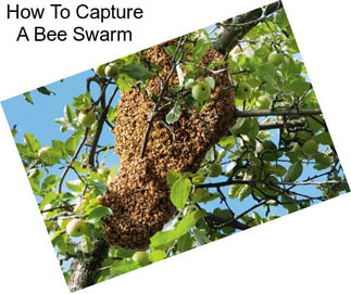How To Capture A Bee Swarm