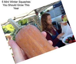 5 Mini Winter Squashes You Should Grow This Year