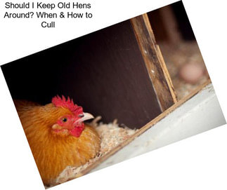 Should I Keep Old Hens Around? When & How to Cull