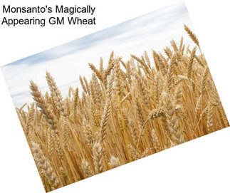 Monsanto\'s Magically Appearing GM Wheat