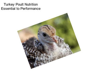 Turkey Poult Nutrition Essential to Performance