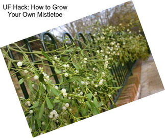 UF Hack: How to Grow Your Own Mistletoe