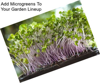 Add Microgreens To Your Garden Lineup