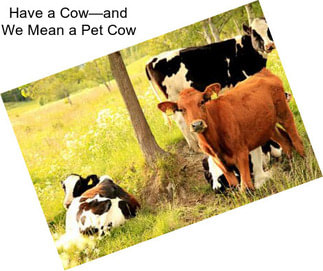 Have a Cow—and We Mean a Pet Cow