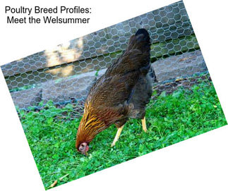 Poultry Breed Profiles: Meet the Welsummer