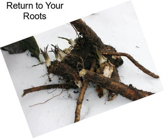 Return to Your Roots