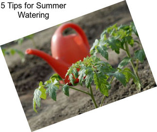 5 Tips for Summer Watering