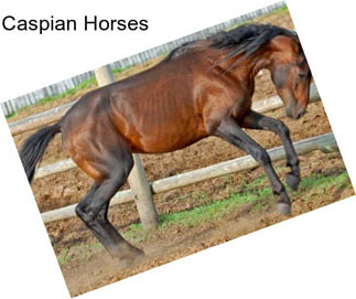 Caspian Horses