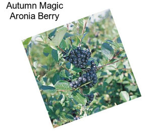 Autumn Magic Aronia Berry