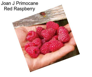 Joan J Primocane Red Raspberry