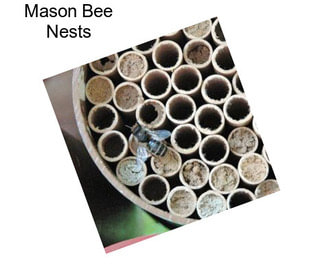 Mason Bee Nests