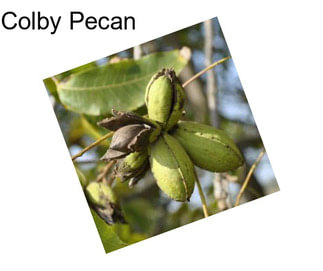 Colby Pecan