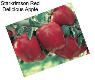 Starkrimson Red Delicious Apple