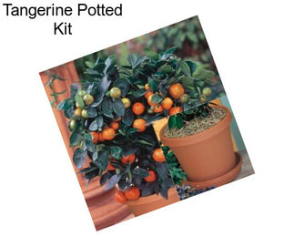 Tangerine Potted Kit