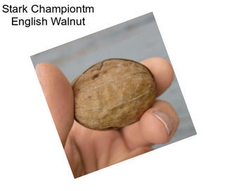 Stark Championtm English Walnut