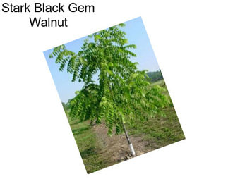 Stark Black Gem Walnut