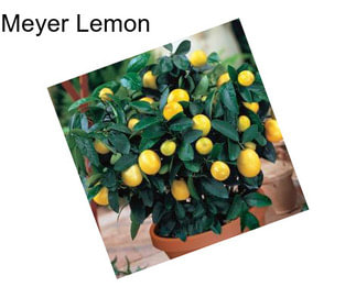 Meyer Lemon