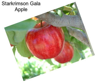 Starkrimson Gala Apple