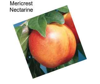 Mericrest Nectarine