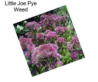 Little Joe Pye Weed