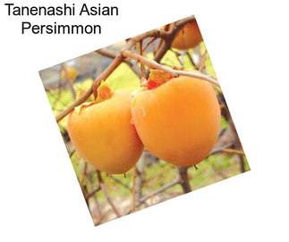 Tanenashi Asian Persimmon