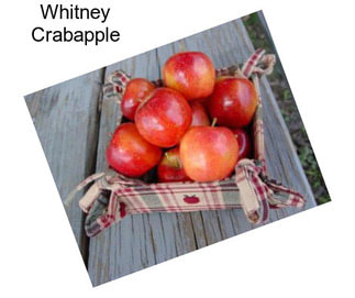 Whitney Crabapple