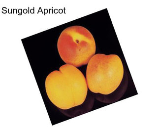 Sungold Apricot