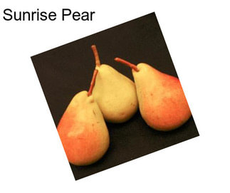 Sunrise Pear