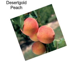 Desertgold Peach