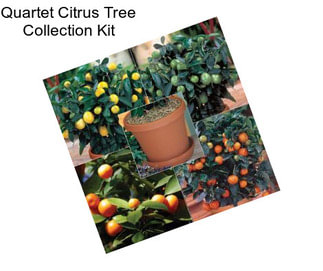Quartet Citrus Tree Collection Kit