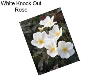 White Knock Out Rose