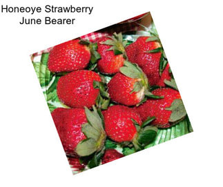 Honeoye Strawberry June Bearer