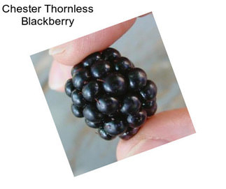Chester Thornless Blackberry