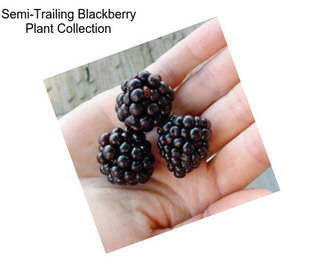 Semi-Trailing Blackberry Plant Collection