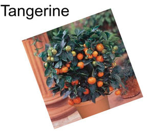 Tangerine