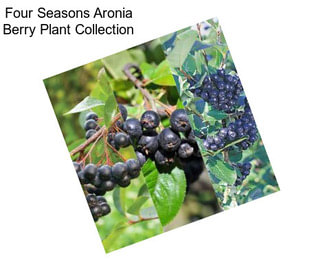 Four Seasons Aronia Berry Plant Collection