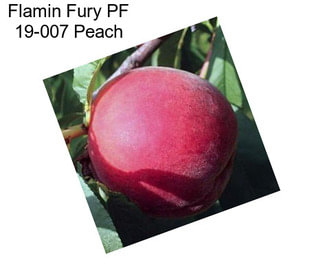 Flamin Fury PF 19-007 Peach