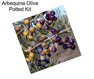 Arbequina Olive Potted Kit