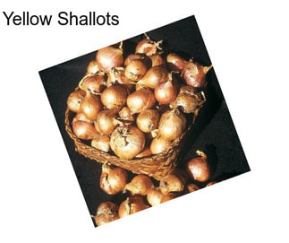 Yellow Shallots