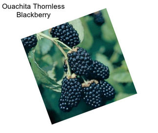 Ouachita Thornless Blackberry