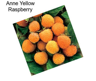 Anne Yellow Raspberry