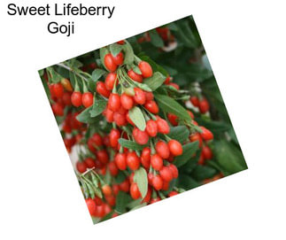 Sweet Lifeberry Goji