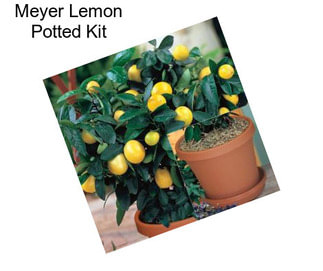 Meyer Lemon Potted Kit